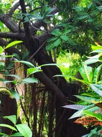 Plants growing on tree