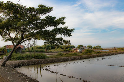 Scenic view of trees on field against sky