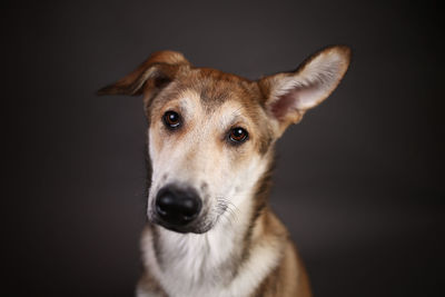 Close-up portrait of a dog over black background