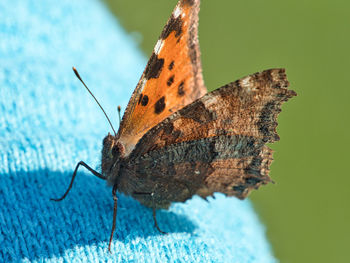 Close-up of butterfly