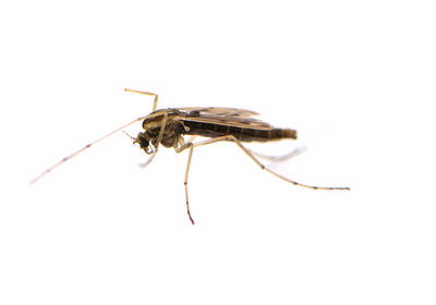 Close-up of fly on white background