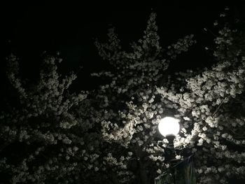 Low angle view of illuminated street light against trees at night