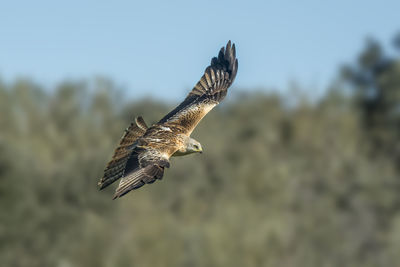 Close-up of eagle flying against sky