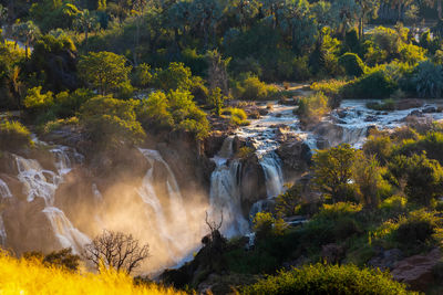 Scenic view of waterfall in forest