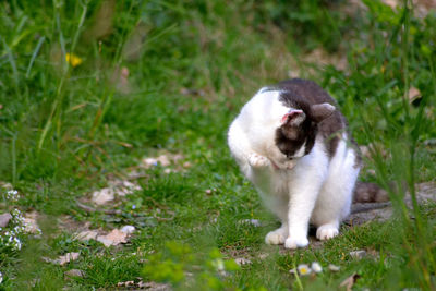 Cat sitting on field