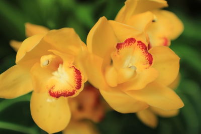 Close-up of yellow flowers blooming outdoors