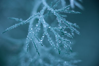 Water droplets on a leaf, beautiful natural background