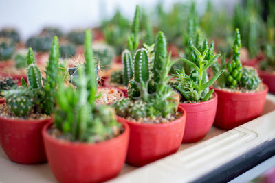 Close-up of potted plants on table