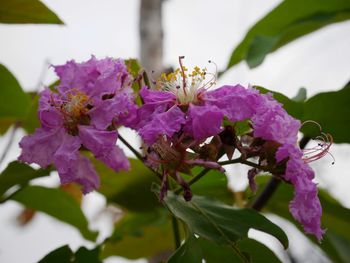 Close-up of bee on purple flowers