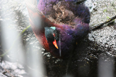 Close-up of duck swimming in water