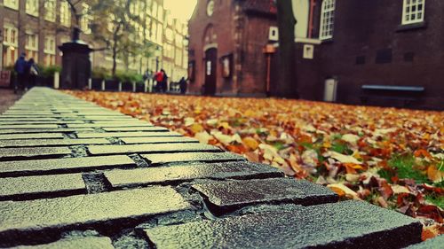 Close-up of autumn leaves in city