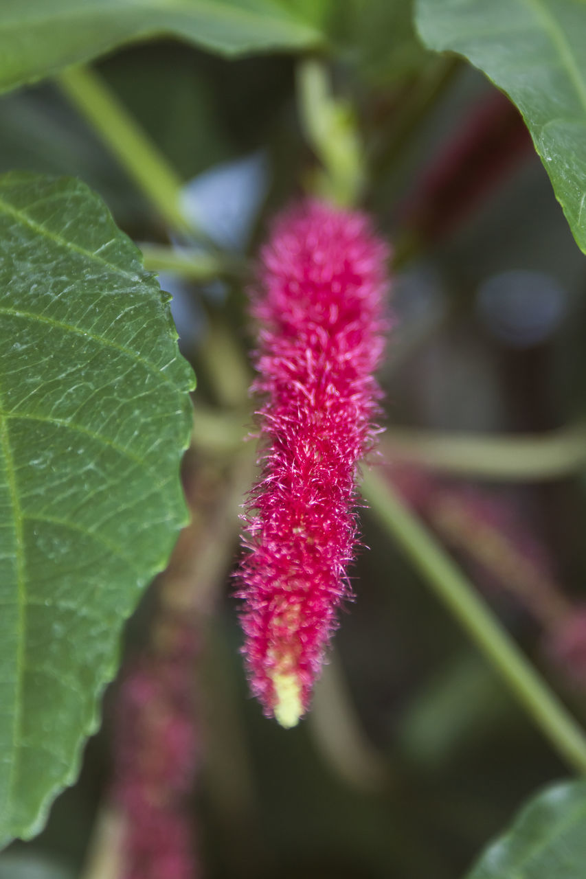 CLOSE-UP OF PURPLE FLOWER