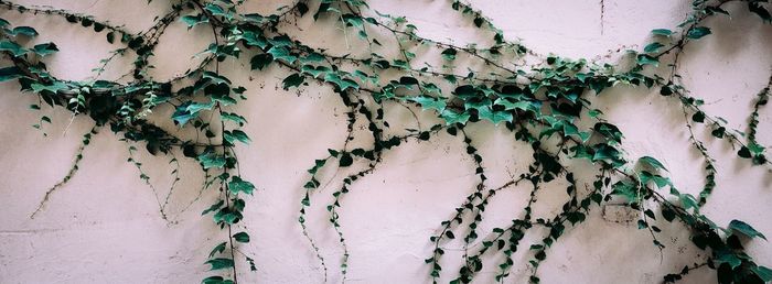 Full frame shot of plants growing on wall