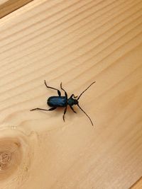 Close-up of spider on wood