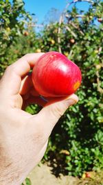Close-up of hand holding apple