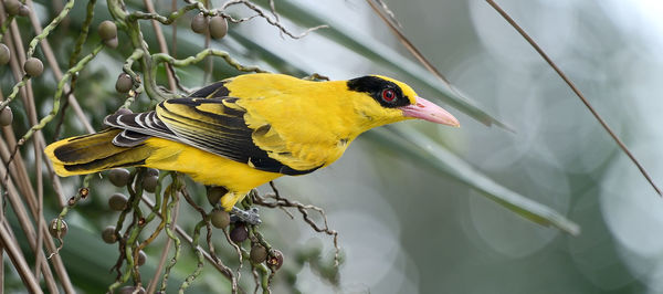Close-up of bird perching on yellow leaf