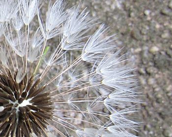 Close-up of dandelion