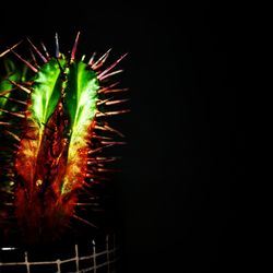 Close-up of cactus plant against black background