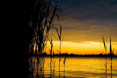 Silhouette trees by lake against sky during sunset