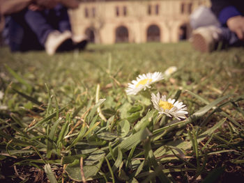 Close-up of flowers growing in field