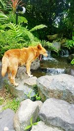 Cat on rock by plants