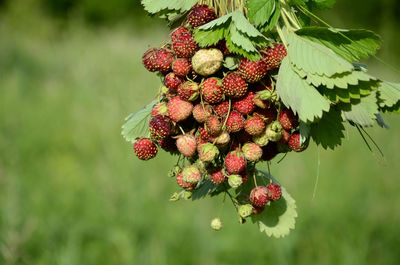 Close-up of red flowering plant