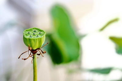 Close-up of insect on leaf