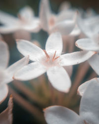 Close-up of white flowering plant