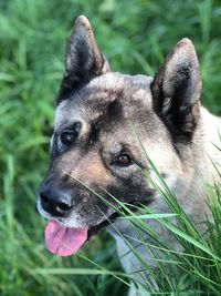 Close-up of dog looking away