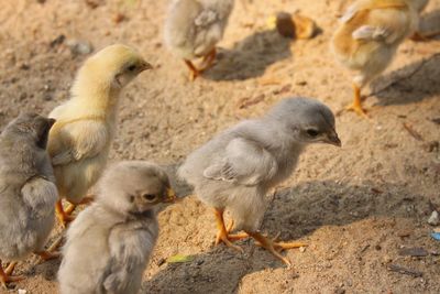 View of ducklings on rock