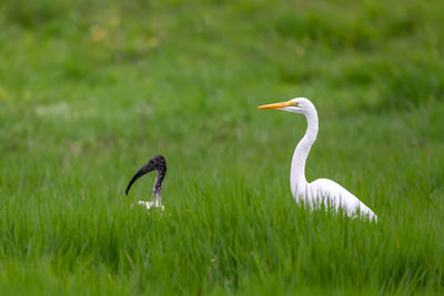 White bird on grass