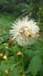 Close-up of thistle