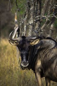 Close-up of horse on field