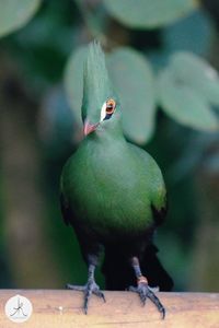 Close-up of bird perching