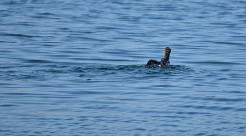 Bird swimming in lake