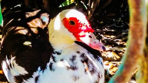 Close-up of flamingo