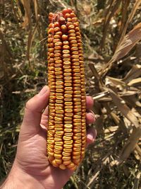 Close-up of hand holding corn on field