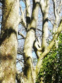 Low angle view of trees