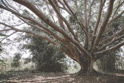 View of trees in forest