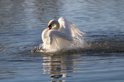 Preening swan and splashing 