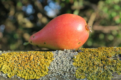 Close-up of fruit on rock