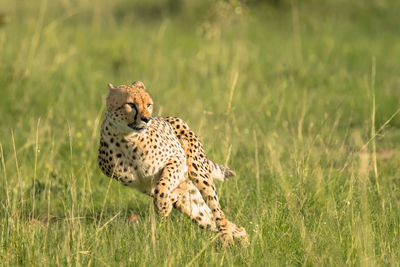 View of a cheetah on field. high speed chase