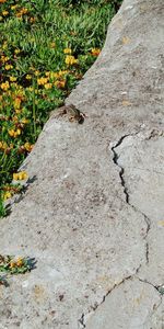 High angle view of a cat on field