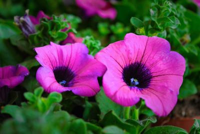 Close-up of purple flowers blooming outdoors