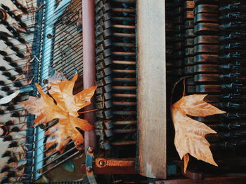 Close-up of dry maple leaf