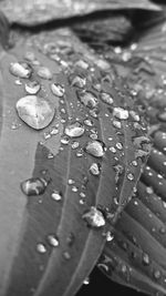 Close-up of raindrops on flower