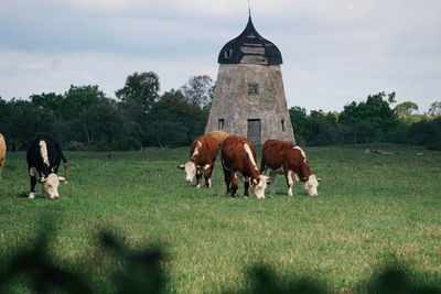 Cows grazing on field against building