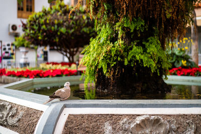 Bird perching on a plant