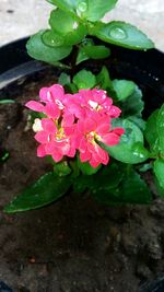 Close-up of pink flower