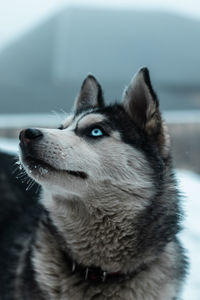 Close-up of dog looking away